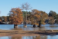 Trees and their reflection on a lake in Blanchard, LA